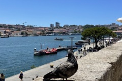 Due-Porto